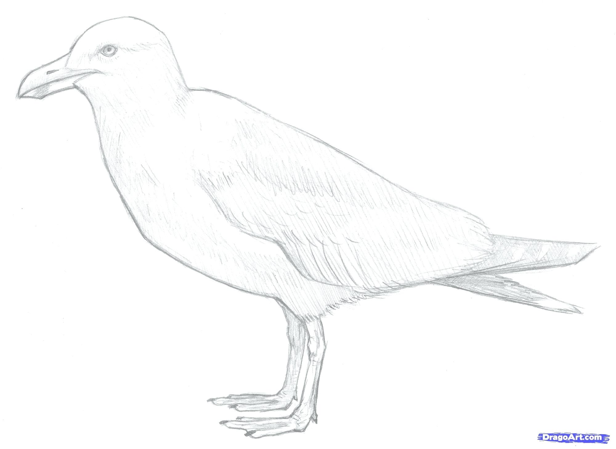 2000x1457 Coloring Pages Christmas Reindeer Flag Of Island Page Free