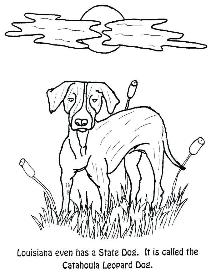 675x874 Southern Kit Fox Coloring Pages Download Print Online Southern Kit