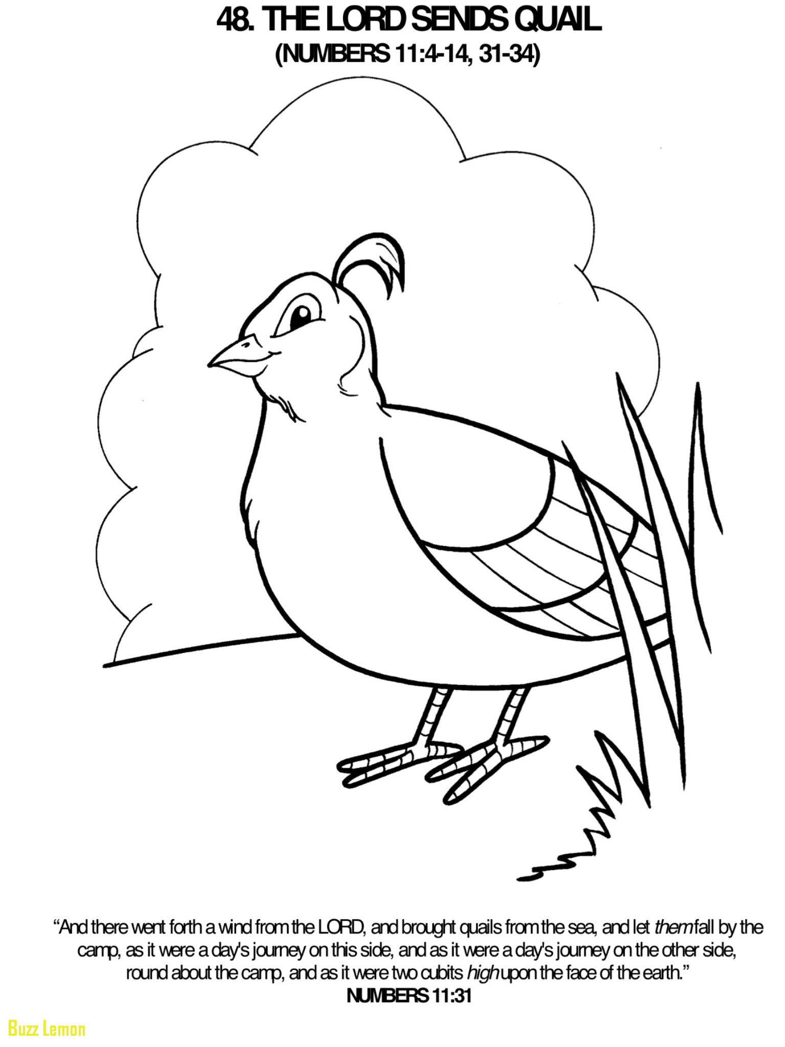 1536x2048 Coloring Page Quail Unique Lord Sends A Quail Coloring Page Bible