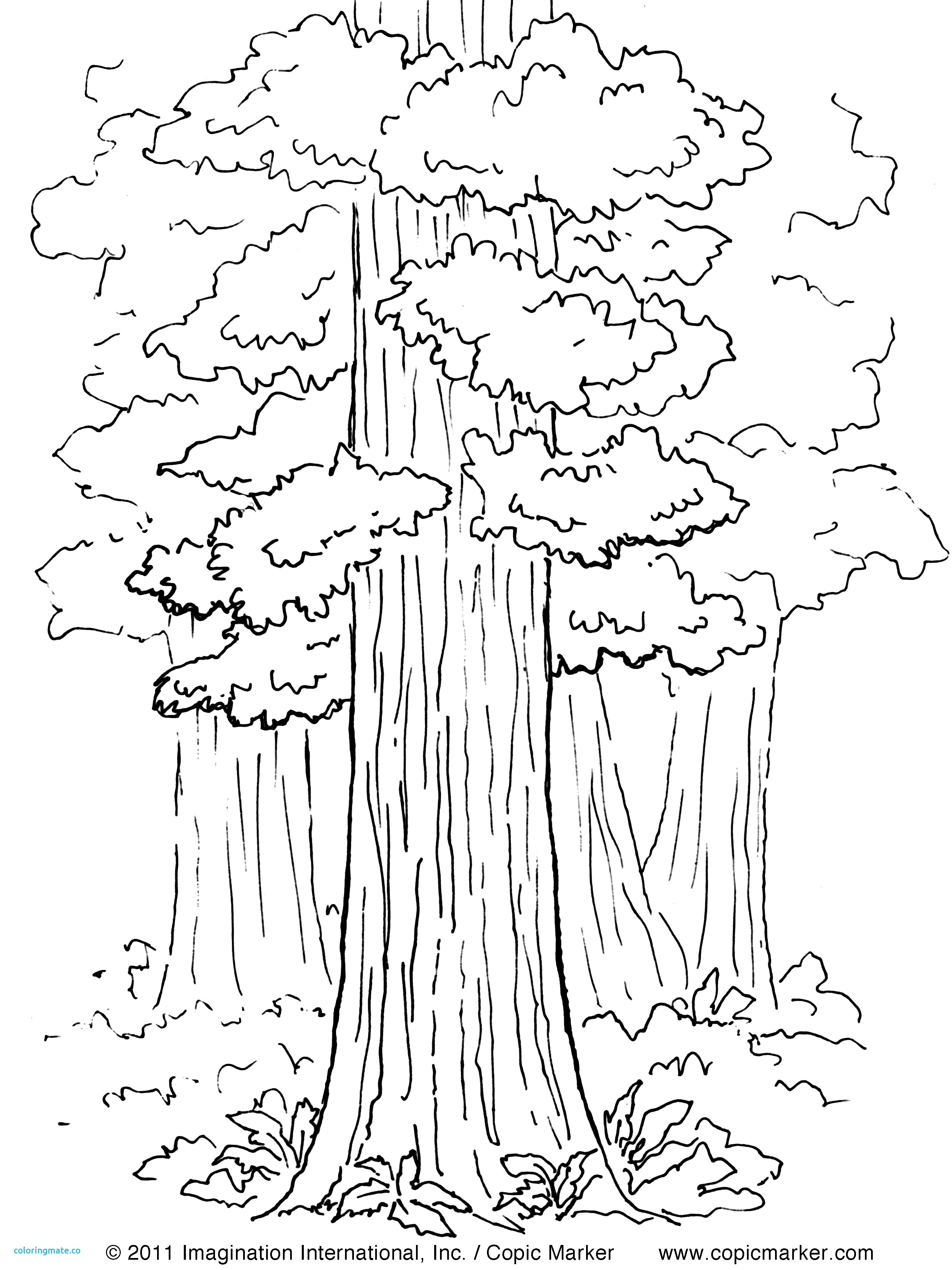 2776x3703 Coloring Pages Quails California Birds