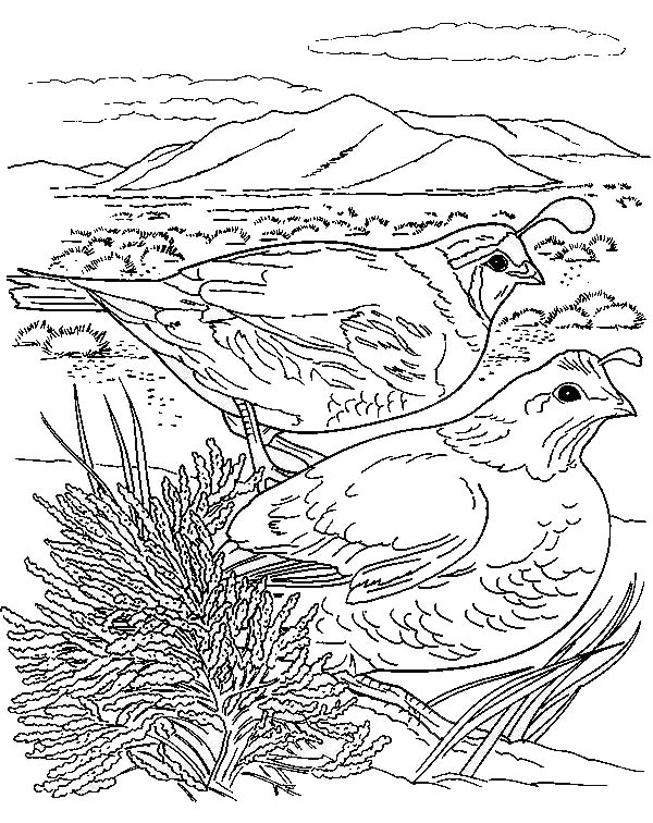 600x756 Couple Of California Quail Coloring Page Color Luna
