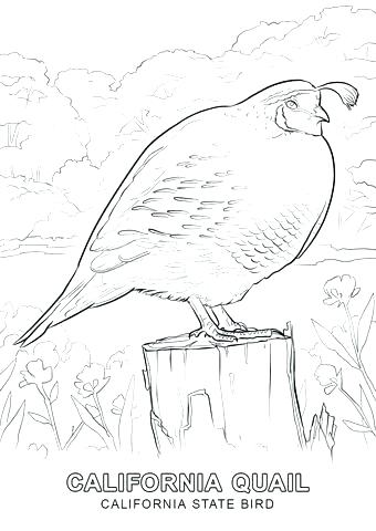 340x480 Q Is For Quail Coloring Page Kids Coloring Bible Alphabet Coloring