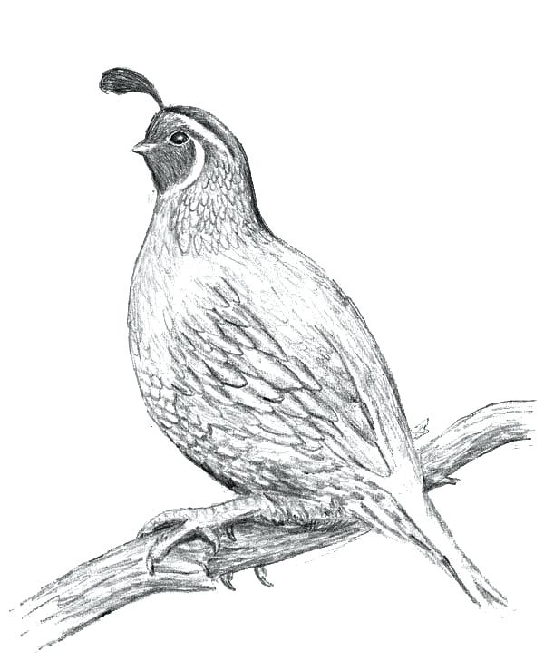 600x739 Q Is For Quail Coloring Page Kids Coloring Letter Q Coloring Page