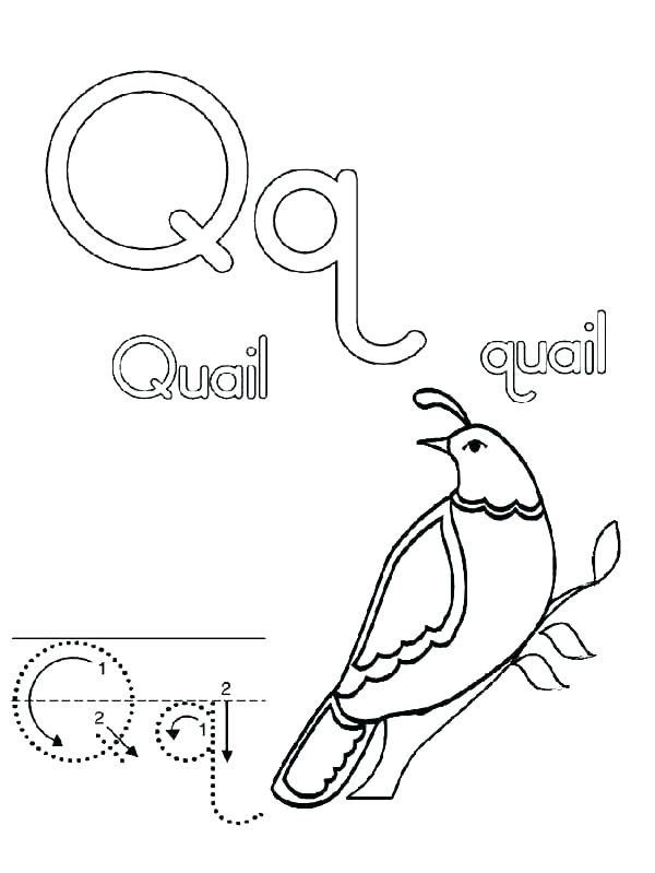 600x799 Quail Coloring Page Coloring Page Quail California Quail Coloring