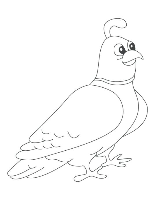 536x689 Quail Coloring Page Quail Coloring Page Quail Coloring Page Quail