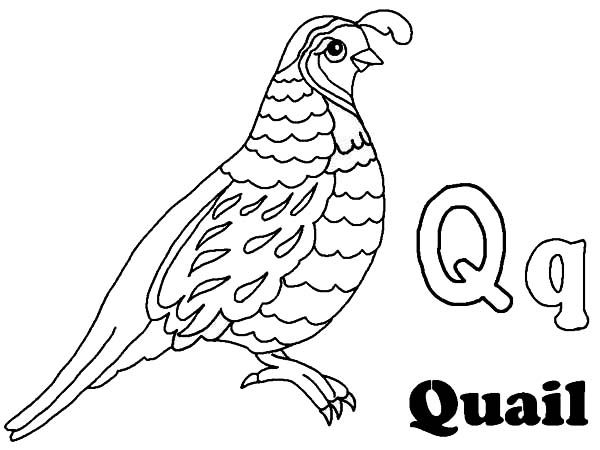 600x450 Quail Coloring Pages For Preschool