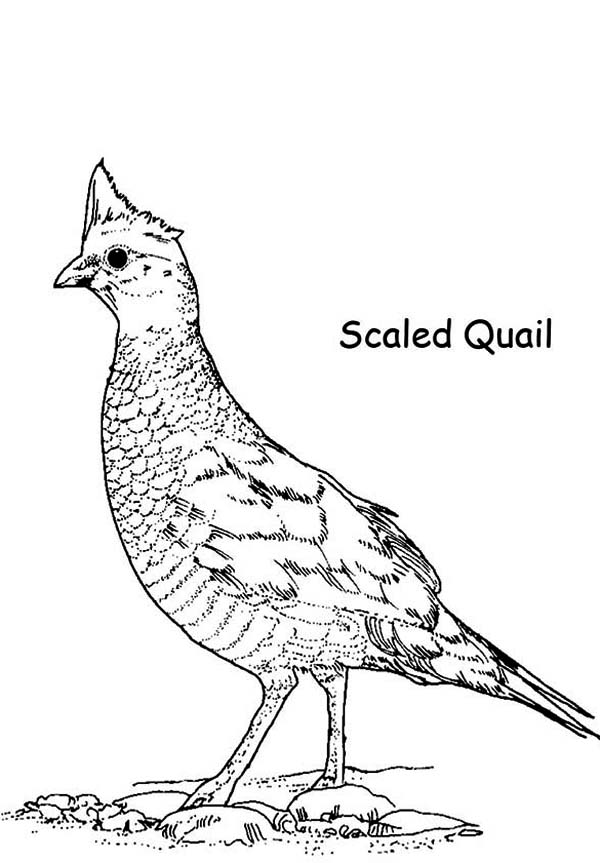 600x863 Scaled Quail Coloring Page Color Luna