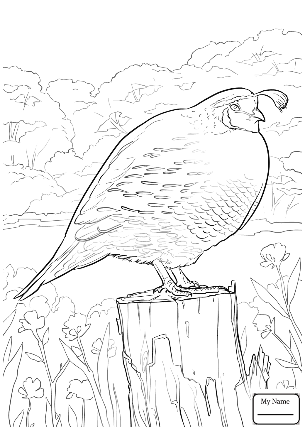 1040x1469 Unique Quail Coloring Page Design Printable Coloring Sheet
