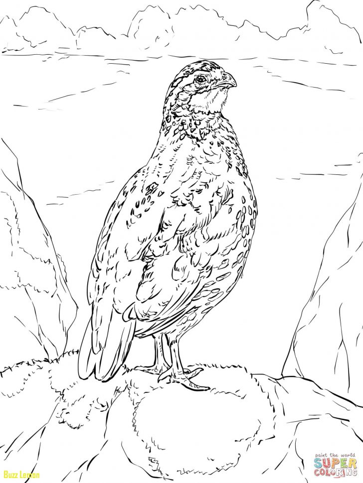 728x970 California Quail Coloring Page Buzz Coloring