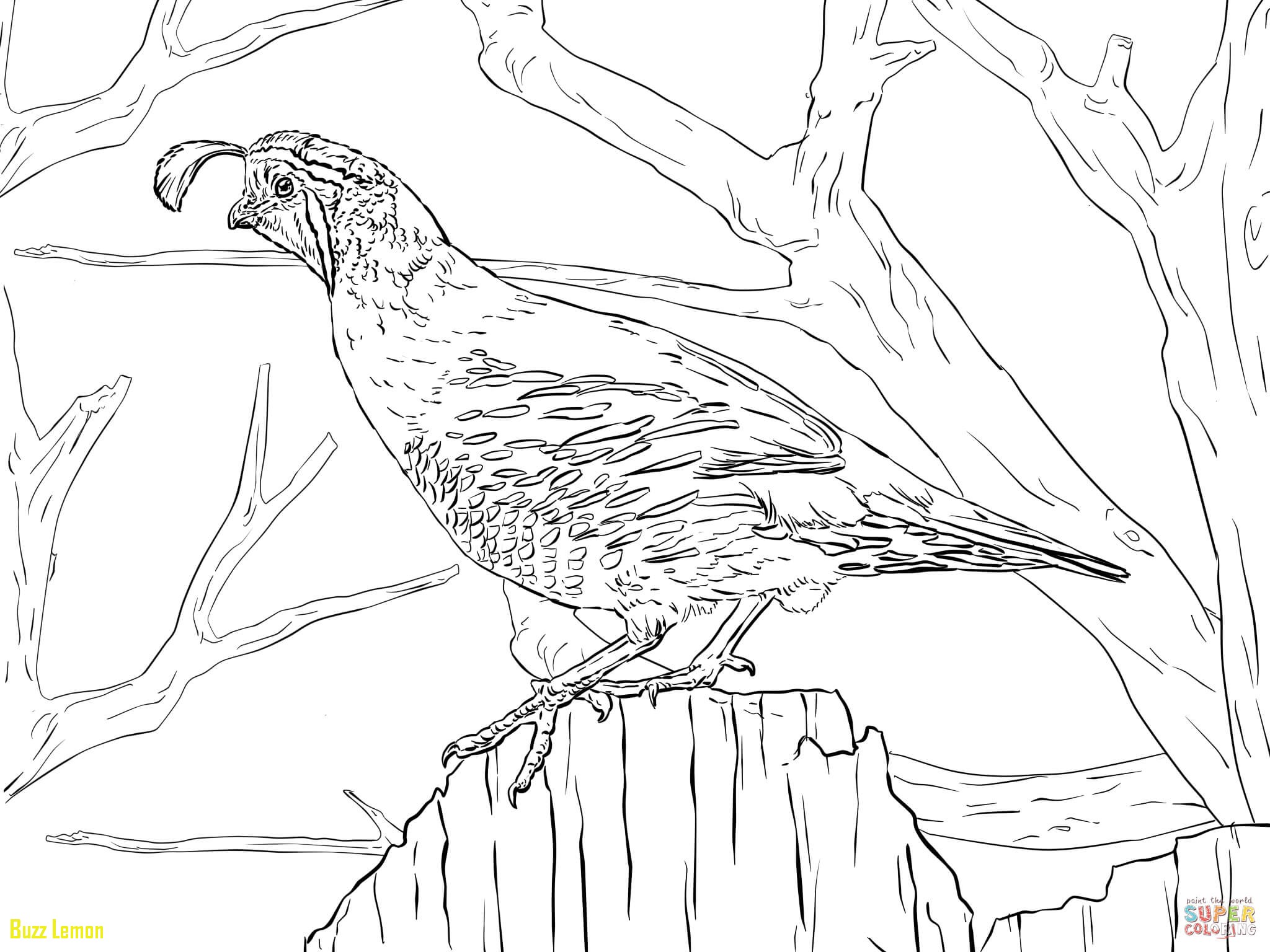 2048x1536 Coloring Page Quail Inspirational Realistic California Quail