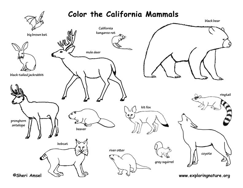 792x612 California State Animal Coloring Page