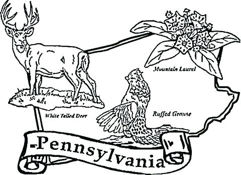 480x348 California State Flower Coloring Page Click To See Printable