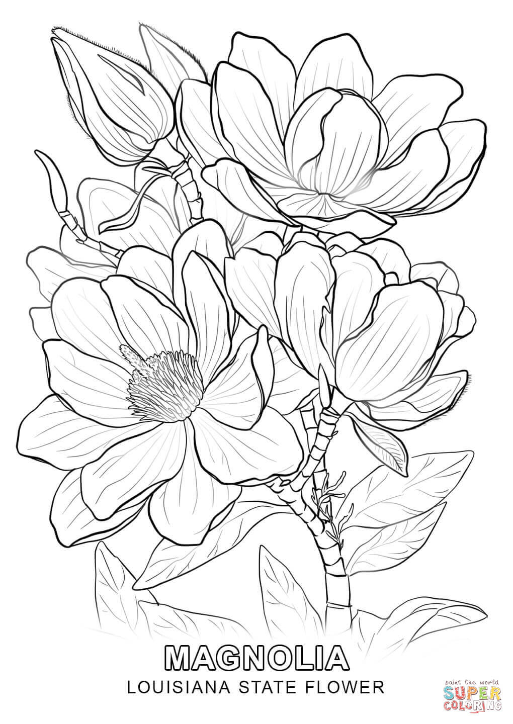 1020x1440 California State Flower Coloring Page Louisiana State Tree