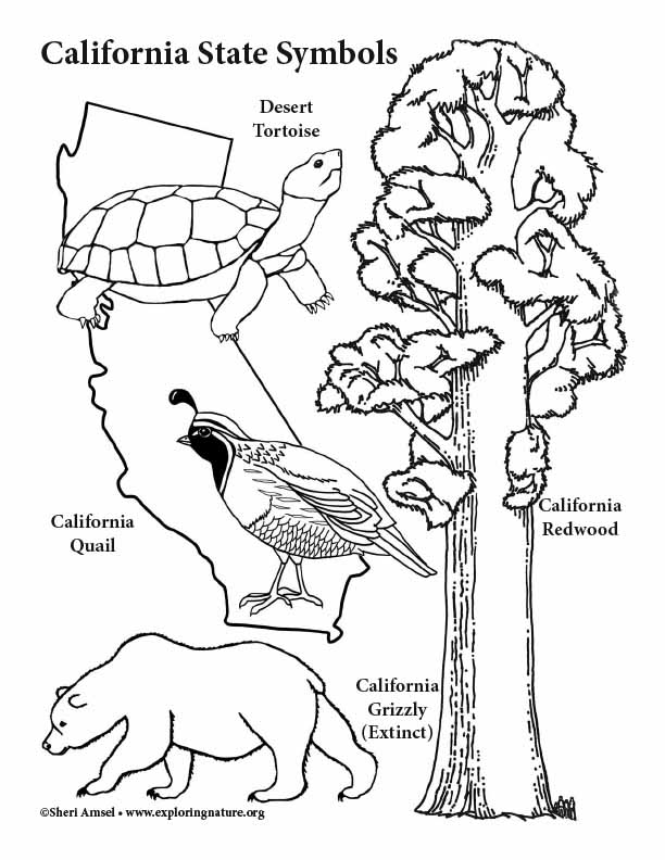 612x792 California State Symbols Coloring Page