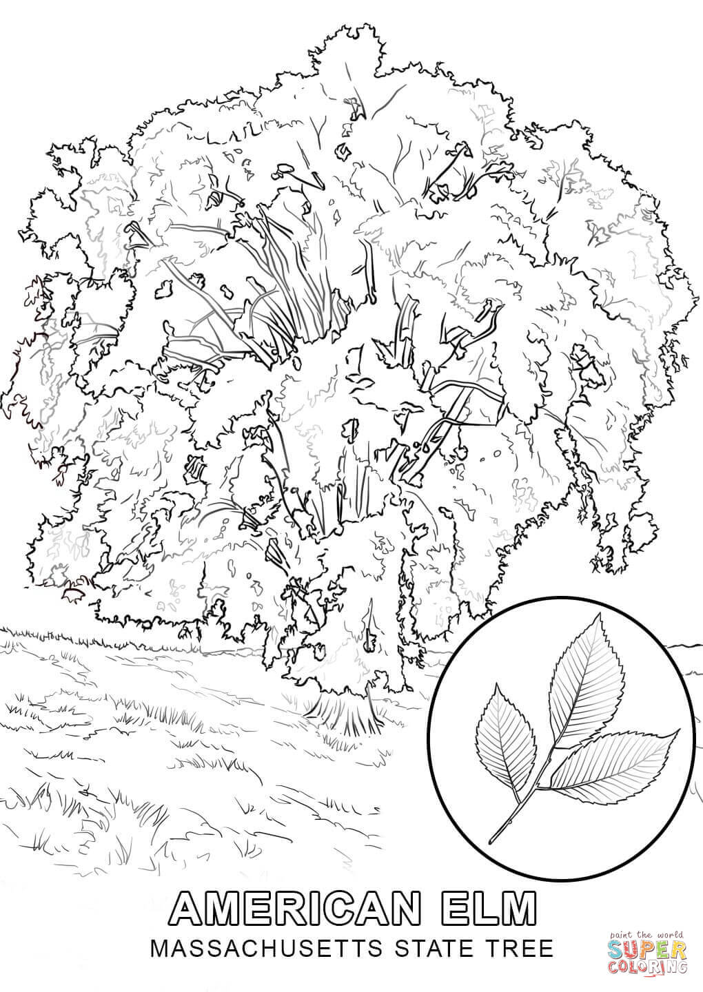 1020x1440 California State Tree Coloring Page Color Bros