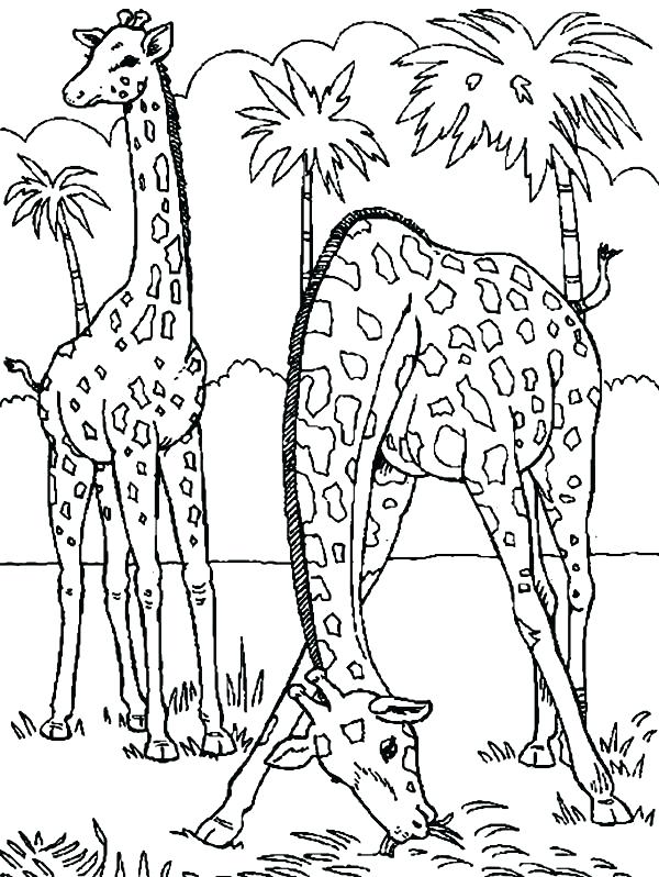600x798 California Coloring Pages
