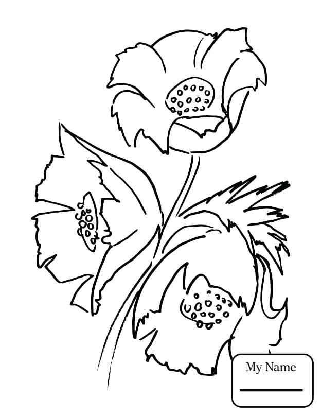 624x808 Coloring California State Flower Coloring Page Poppies Poppy