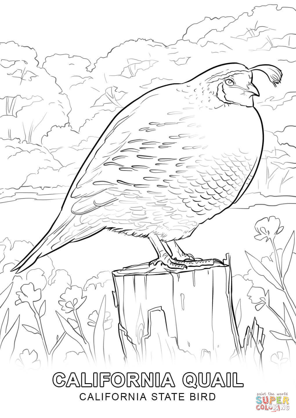 1020x1440 California State Symbols Coloring Pages