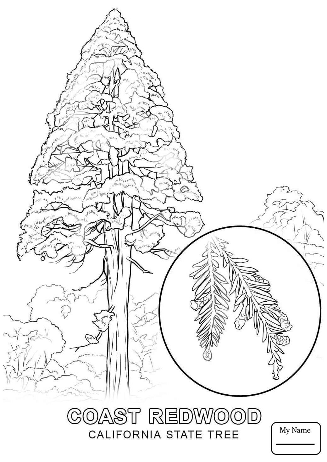 1040x1469 Countries Cultures California State Bird Coloring Pages Inside
