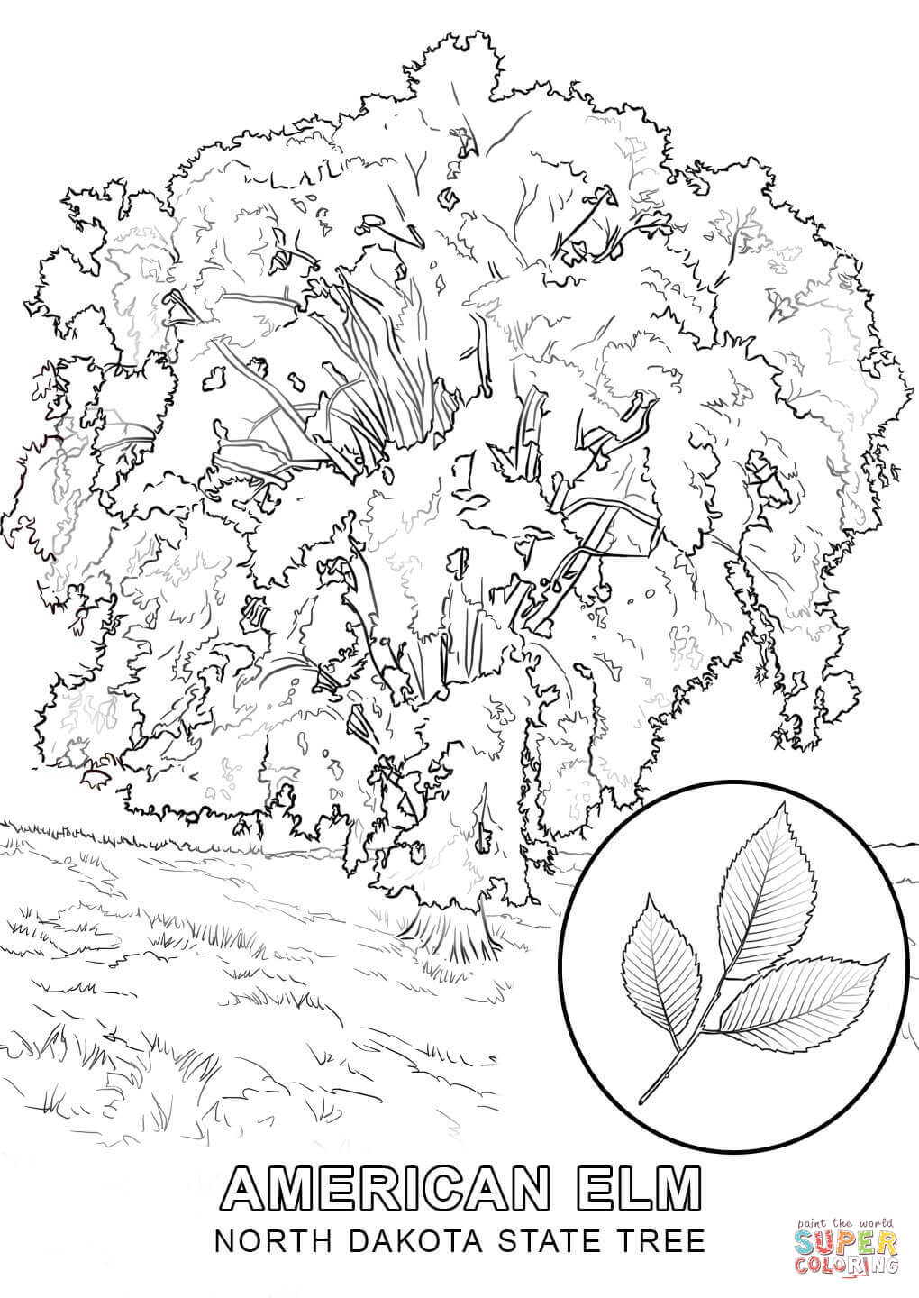 1020x1440 Perspective Hawaii State Tree Coloring Page North Dakota Free