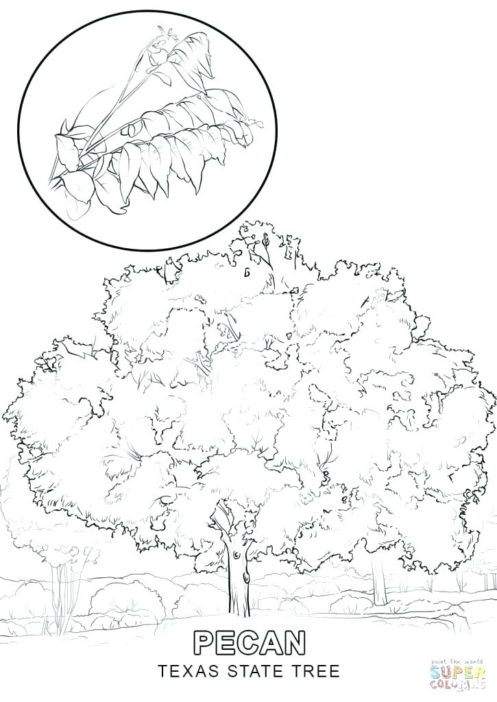 725x1024 Texas Symbols Coloring Pages Coloring Page State Symbols Coloring