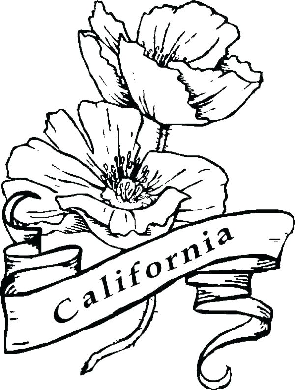 600x793 Coloring California State Flower Coloring Page Click To See