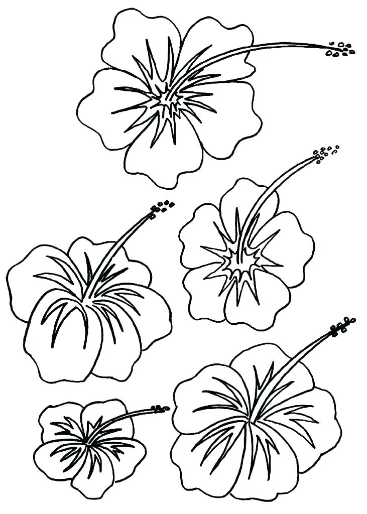 731x1024 Arkansas State Symbols Coloring Pages Free Printable Flower
