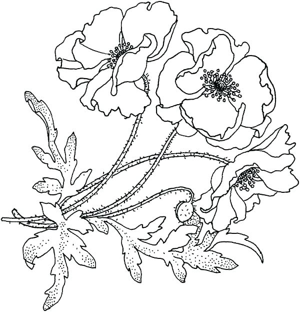 600x623 California Flag Coloring Page Flag Coloring Page Click To See