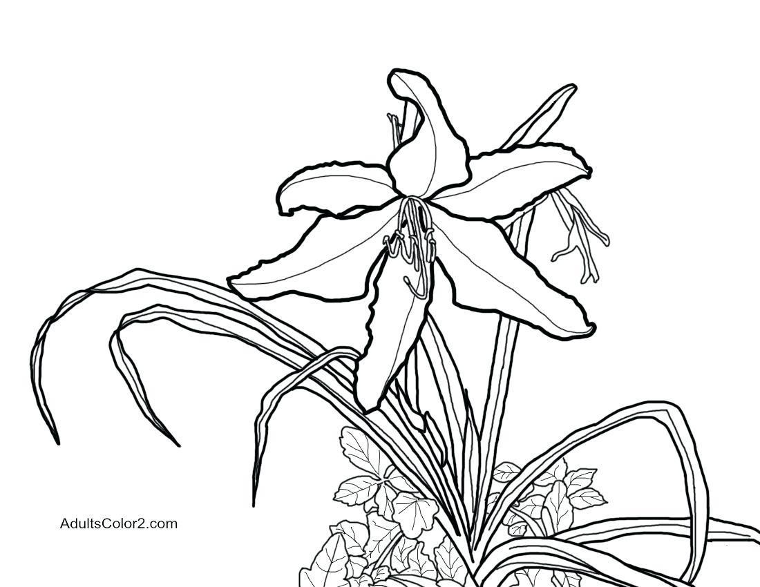 1100x850 Incredible Coloring Pages For Adults Animals Lily Flower Printable
