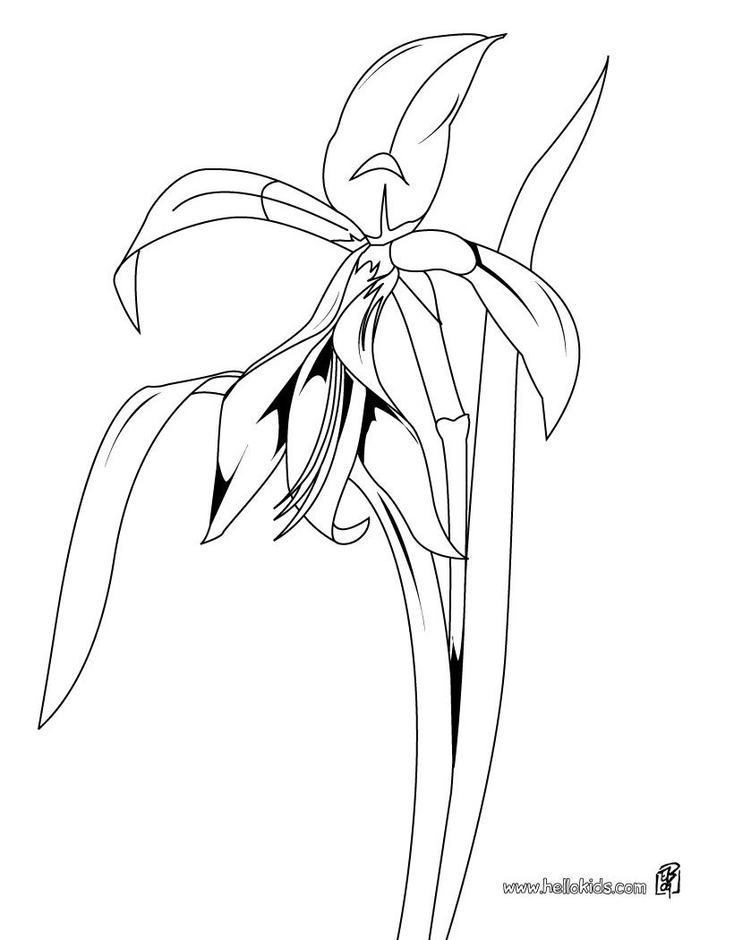 820x1050 Lily Pad Coloring Page For Preschool Free Kids Flowers Flower