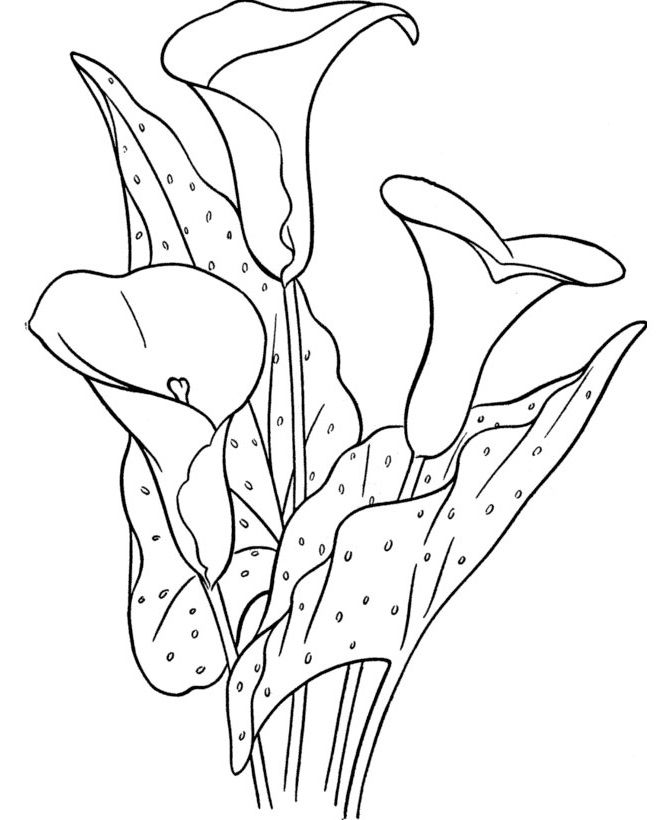 670x820 Printable Calla Lilies For Coloring