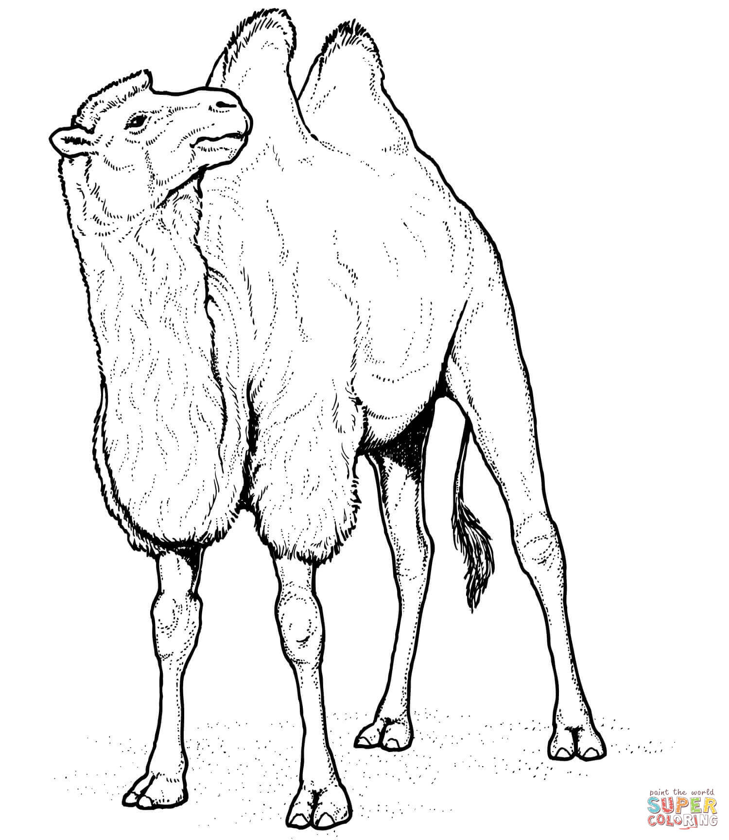 1500x1728 Fascinating Camel Coloring Page Camels Pages F