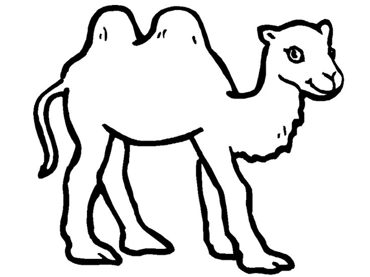 736x552 Mejores De Camel Coloring Pages En