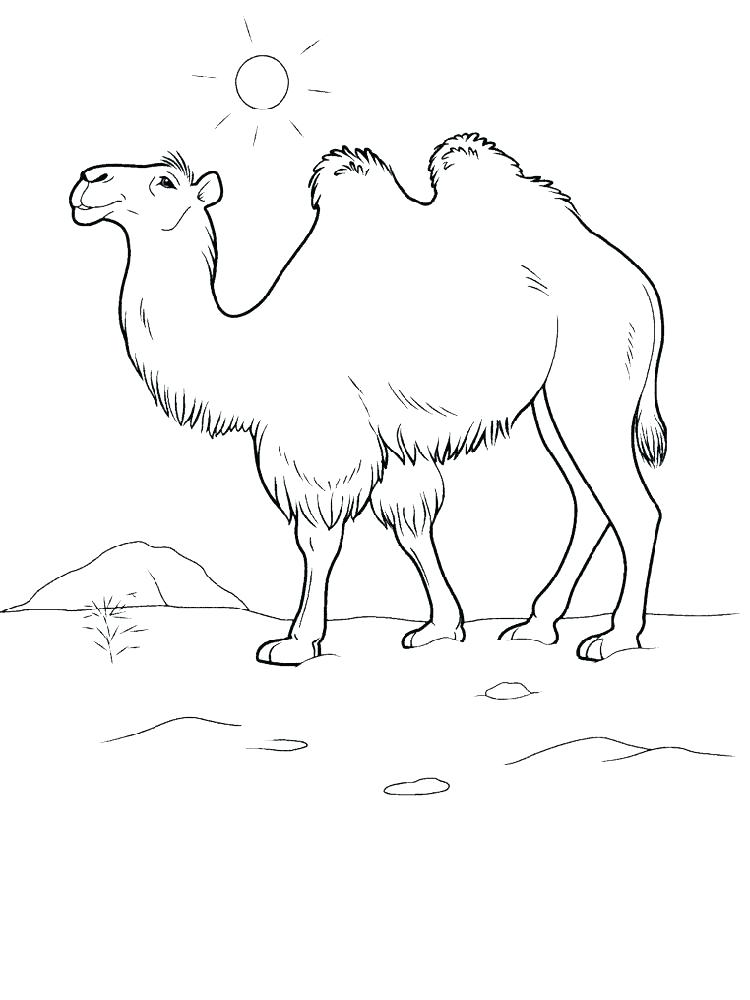 750x1000 Camel Coloring Pages