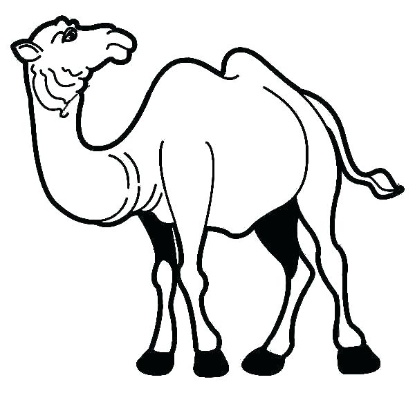 600x569 Camels Coloring Pages