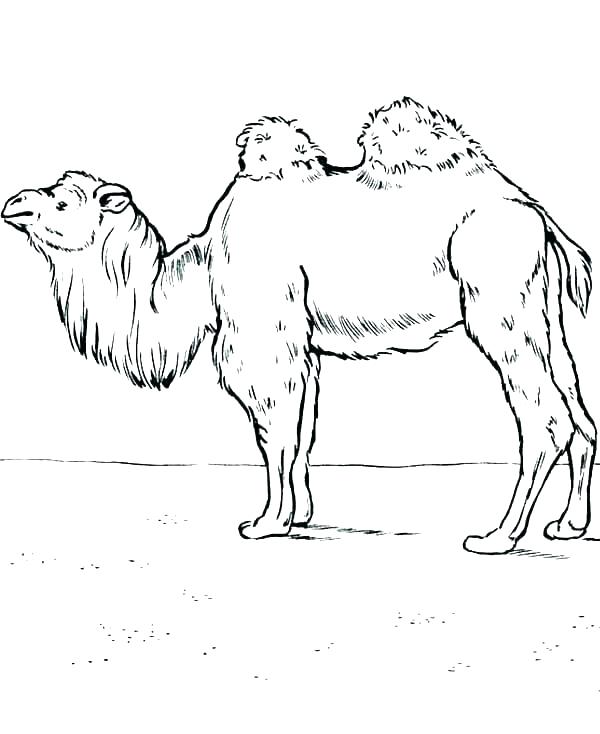 600x734 Coloring Pages Camel Camel Coloring Page For Kids Free Printable