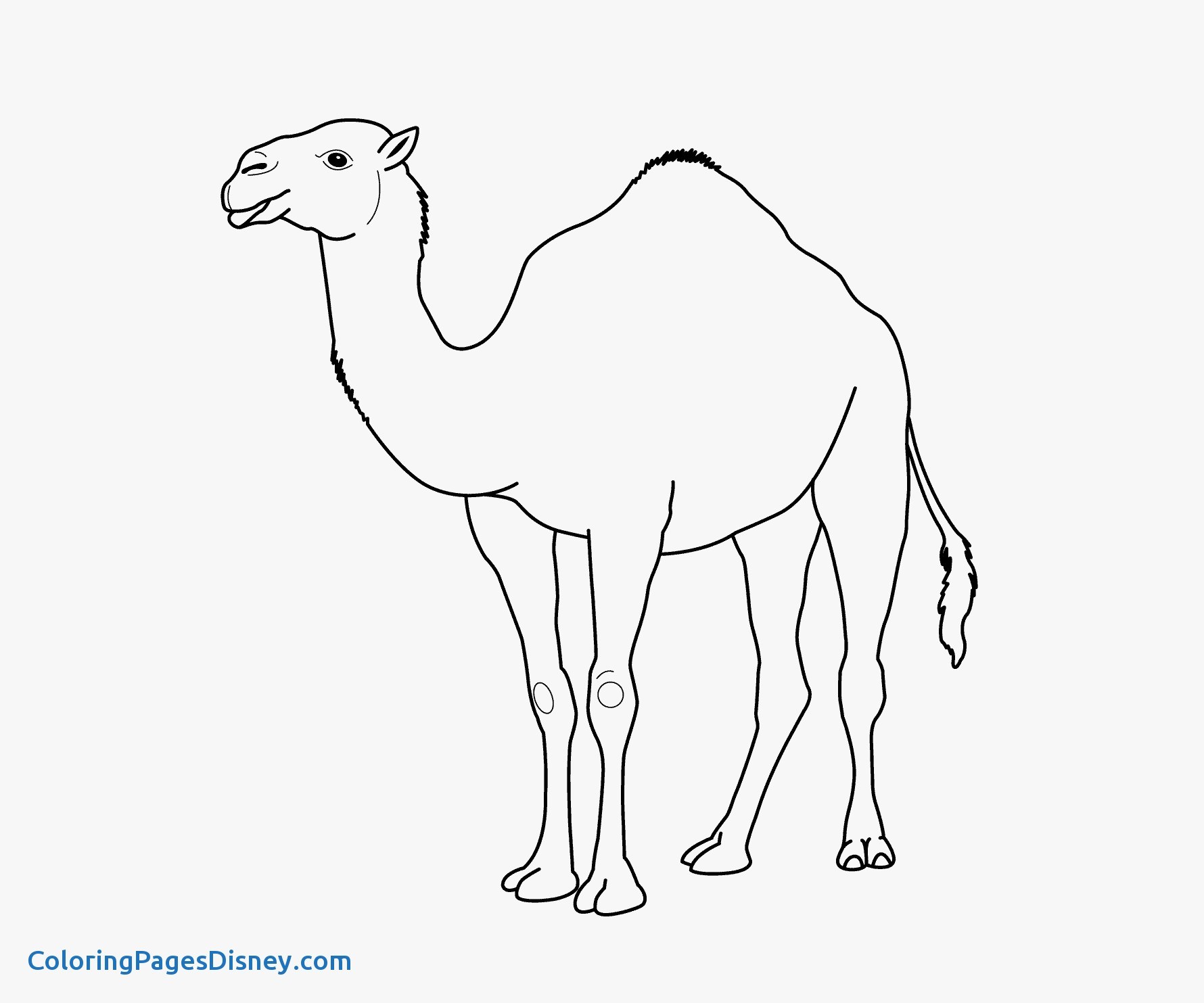 1780x1483 Exclusive Camel Coloring Page D Neat Design
