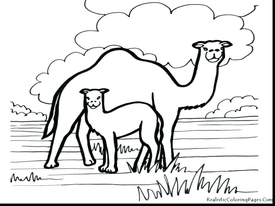 878x658 Camel Coloring Page For Kids Coloring Pages Online To Print