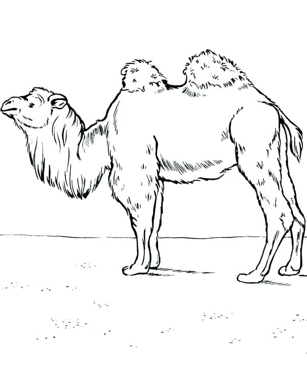 600x734 Camel Coloring Page For Kids Camel Coloring Pages Camels Coloring