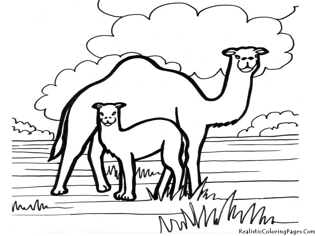 1024x768 Camel Coloring Pages