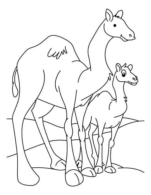 600x776 Camel And Baby Camel Coloring Page