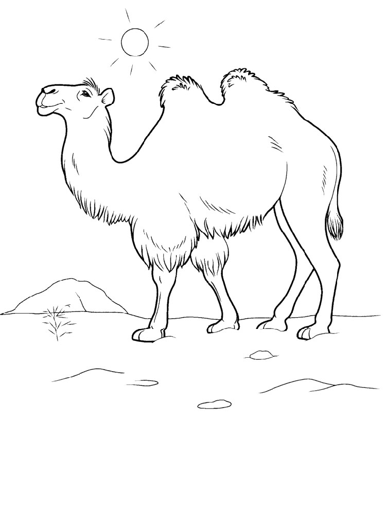 750x1000 Camel Coloring Pages Download And Print Camel Coloring Pages