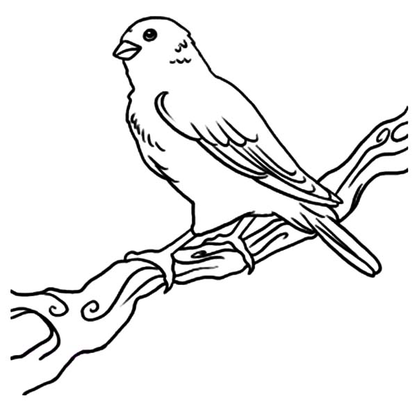 600x603 Female Canary Bird Coloring Pages Best Place To Color