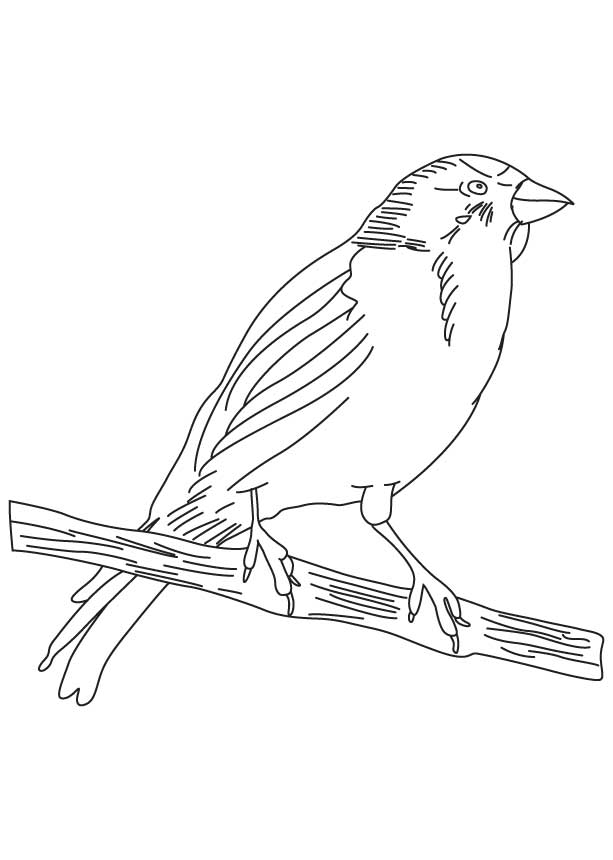 613x860 Small Songbird Coloring Page Download Free Small Songbird