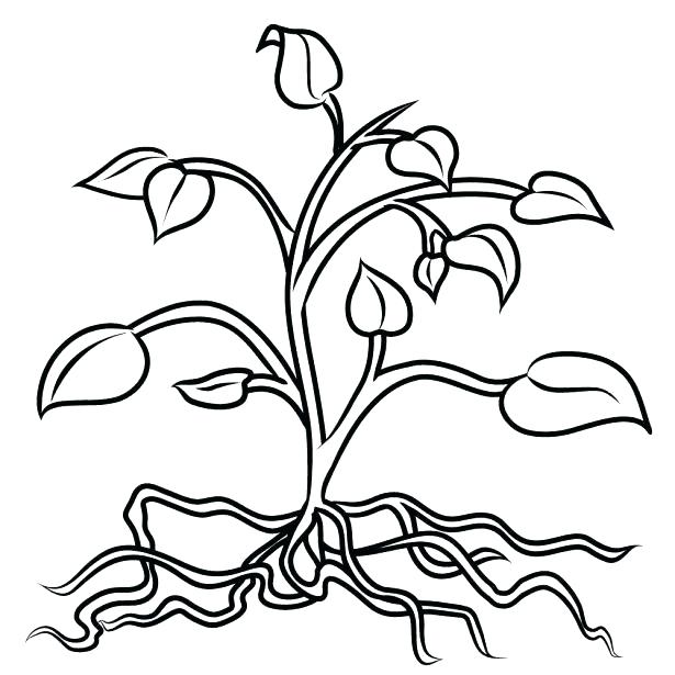 615x615 Coloring Pages Plants Coloring Pages Trees Plants And Flowers