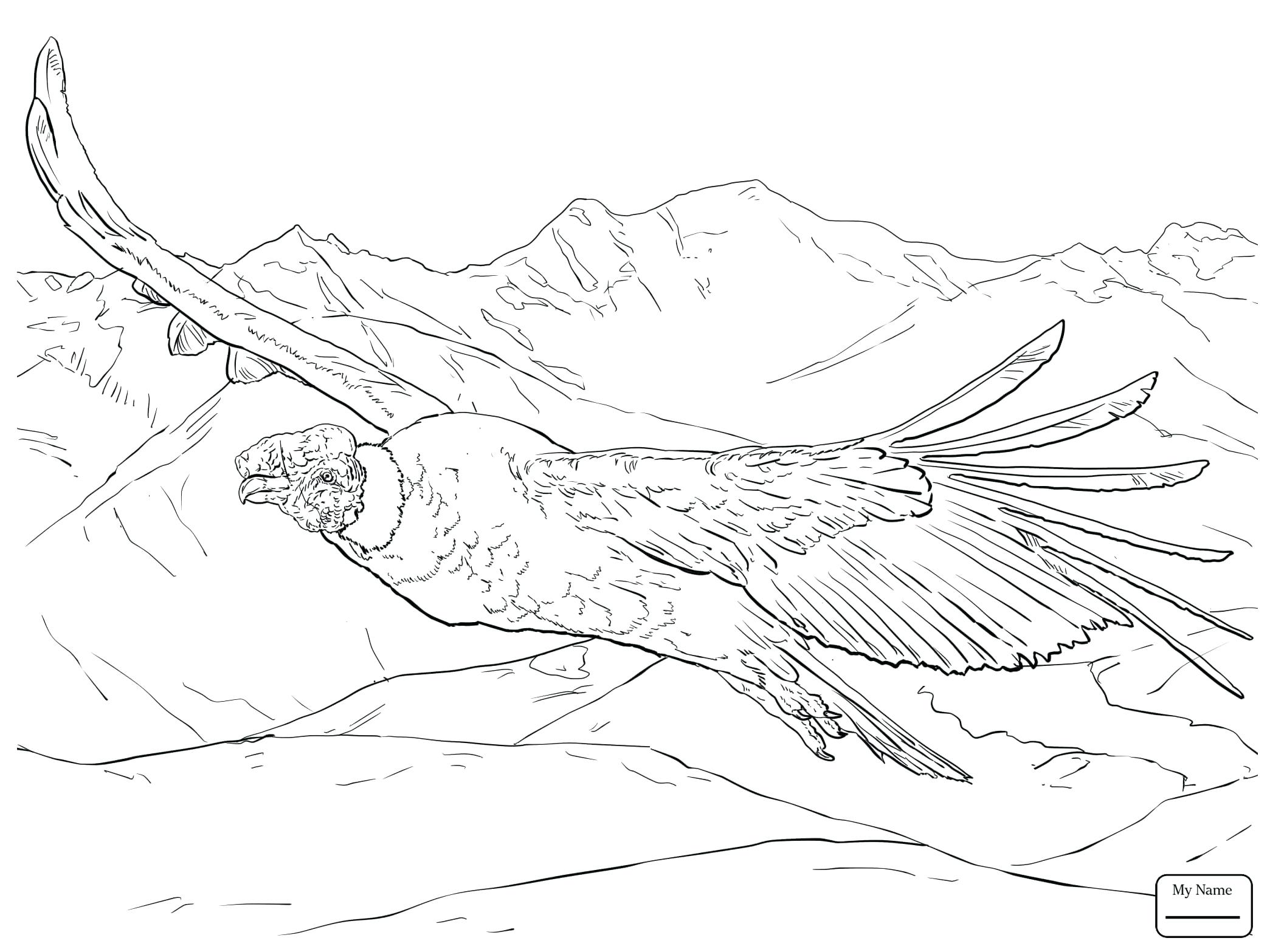 2089x1567 Care Bears Coloring Page Pinteres Grizzly Bear Pages To Print