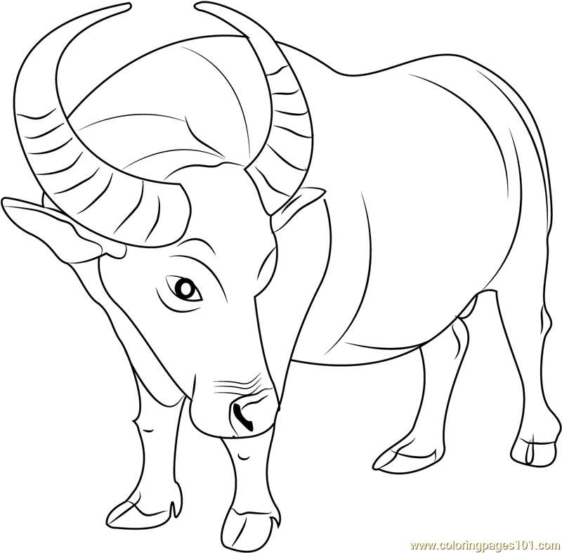 800x787 Buffalo Coloring Pages