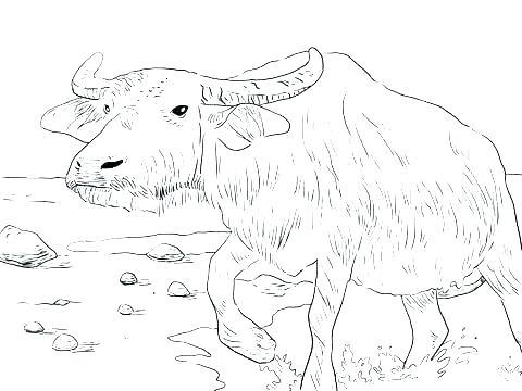 480x360 Buffalo Coloring Page Bills Coloring Pages Printable Coloring