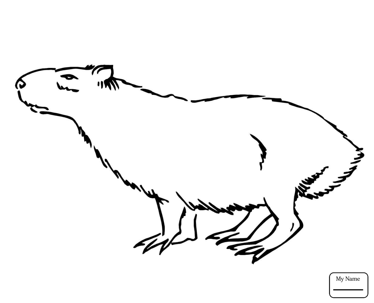 1530x1240 Fresh Capybara Coloring Page Gallery Printable Coloring Sheet