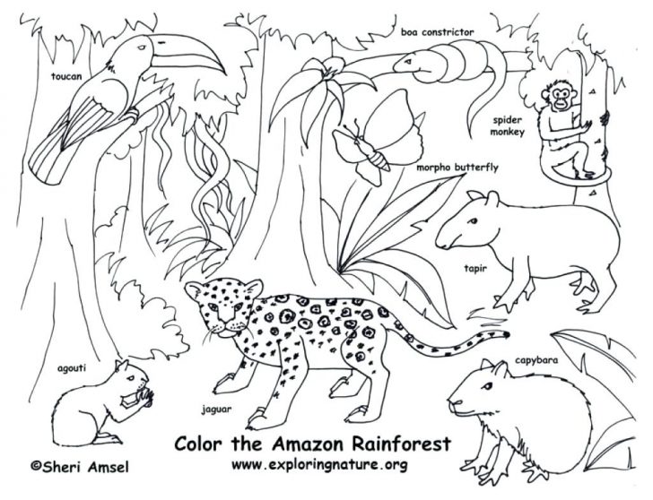 728x558 Rainforest Animal Coloring Page Animals Pages Rain Forest Color